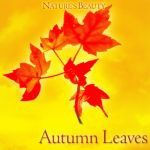 NOX - Autumn Leaves